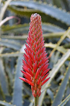 Pictures of Aloe