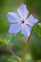 Sweet William. Berry Woods State Preserve, Iowa. - Photo #32571