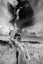Twisted tree trunk. Arastradero Preserve. Palo Alto, California, USA. - Photo #4871