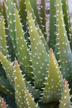 Aloe brevifolia. - Photo #5272