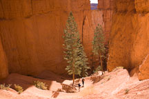 Two hikers navigating switchbacks on the Navajo Trail. Bryce Canyon NP, Utah. - Photo #19072
