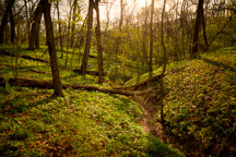 Forest at Berry Woods Preserve in Warren County, Iowa. - Photo #32573