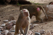 Hamadryas baboon, Papio hamadryas. - Photo #5373