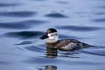 Ruddy duck. Female. Oxyura jamaicensis. Palo Alto Baylands, California. - Photo #773