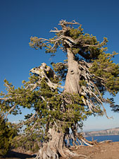 Whitebark pine tree. Crater Lake, Oregon. - Photo #27373