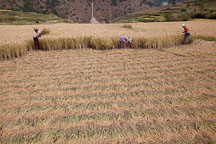 Women cutting sheaves of rice with sickles. Sopsokha, Bhutan. - Photo #23573