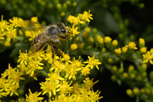 Honey bee. Apis mellifera. - Photo #4474