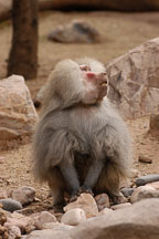 Hamadryas baboon, Papio hamadryas. - Photo #5375