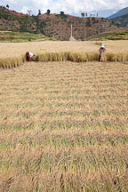 Sheaves of rice cut and laid flat for harvesting. Sopsokha, Bhutan. - Photo #23575