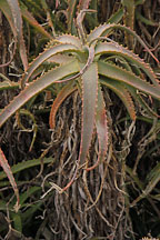 Aloe. Palisades park, Santa Monica, California, USA. - Photo #7076