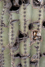 Scarring on cactus. - Photo #5576