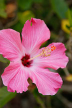 Pink Hibiscus. Amazon, Peru. - Photo #8876