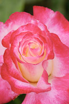 Rose 'double delight'. Rosa - Photo #4276