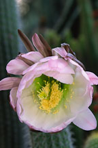 Flowering cactus. - Photo #1277