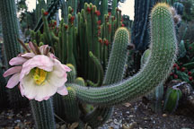 Flowering cactus. - Photo #1278
