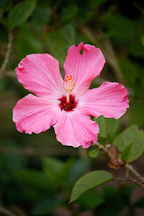 Hibiscus. Amazon, Peru. - Photo #8878