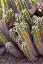 Euphorbia officinarum. - Photo #5279