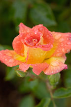 Palmetto sunrise. Miniature rose. - photos & pictures - ID #6171