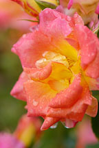 Palmetto sunrise. Miniature rose. - photos & pictures - ID #6174
