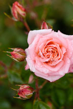Peach silks. Miniature rose. - photos & pictures - ID #6185