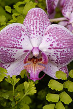 Phalaenopsis. Orchid. Orchidaceae. - Photo #3508