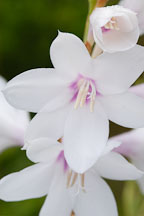 Watsonia pyramidata. - Photo #3308
