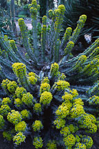 Euphorbia coerulescens. - Photo #2880