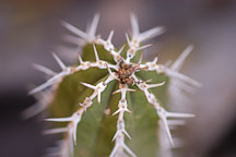 Euphorbia officinarum. - Photo #5280