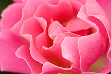 Rose, Halali. - Photo #12280