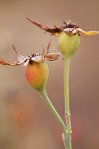 Rose hips. - Photo #5680