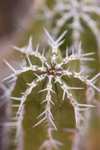 Euphorbia officinarum. - Photo #5282