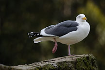 Glaucous-winged Gull. Larus glaucescens. - Photo #2482