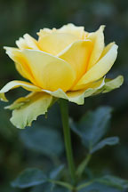 Rose, St. Patrick. Rosa - Photo #4382