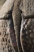 Black Rhinoceros, Diceros bicornis. - Photo #2483