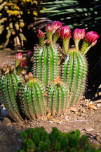 Flowering cactus. - Photo #1283