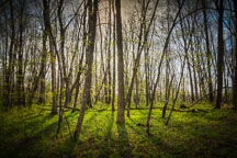 Berry woods preserve. Indianola, Iowa. - Photo #32584