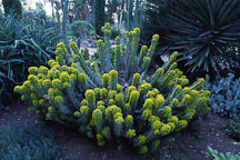 Euphorbia coerulescens. - Photo #2884