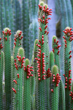Flowering cactus. - Photo #1284