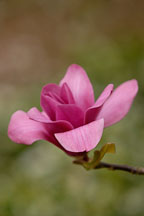 Magnolia x 'Vulcan'. - Photo #11884