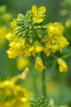 Broccoli raab, Brassica rapa. - Photo #2385