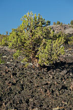 Juniper tree, Devils Homestead Flow. Lava Beds National Monument, California. - Photo #27285