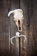 Skull and antlers. Whitney, Oregon. - Photo #27785