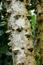 Thorny tree. Monteverde, Costa Rica. - Photo #14185