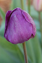 Tulip negrita, Tulipa. - Photo #2985