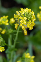 Broccoli raab, Brassica rapa. - Photo #2386