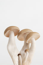 Brown clamshell mushroom - Photo #13886