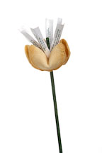 Flower book by Diane Cassidy. - Photo #2186