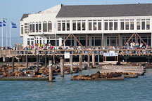 Sea lions at Pier 39. San Francisco, California. - Photo #22086
