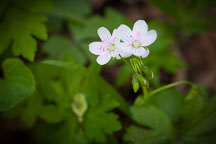 Spring beauty wildflower, Claytonia virginica. Warren County, Iowa. - Photo #32586