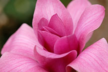 Magnolia x 'Vulcan'. - Photo #11887